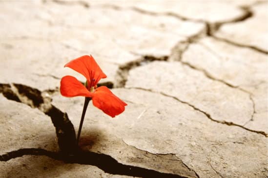 Mit dem Resilienz Training von Lali Viviane Golan erfahren Sie die Kraft der konstruktiven Gelassenheit und finden zu mehr Freude und Stabilität im Leben.